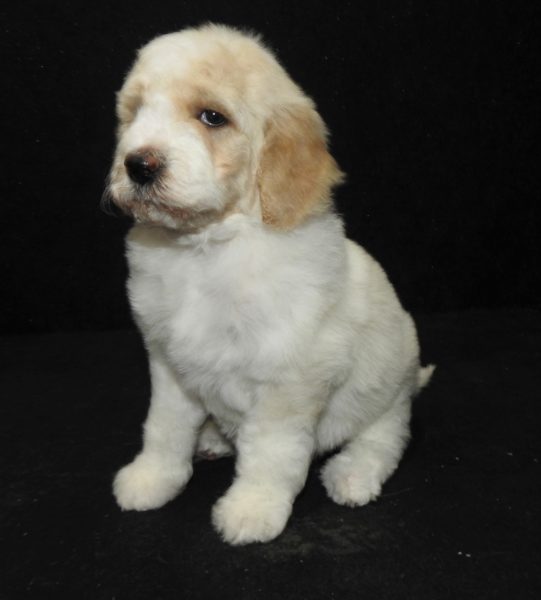 Dog Gone Doodles Golden Doodle And Labradoodle Puppies For Sale