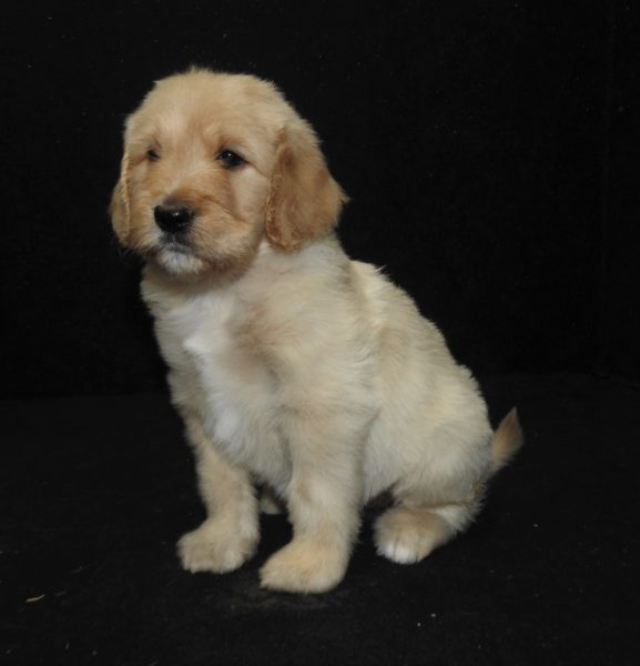 Dog Gone Doodles Golden Doodle And Labradoodle Puppies For Sale