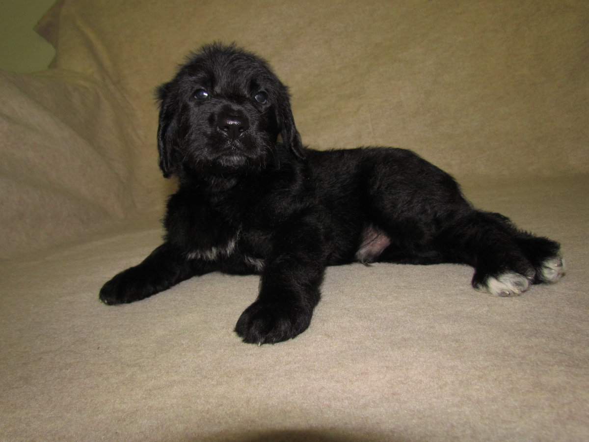 Boots Dog Gone Doodles