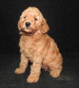 Dog Gone Doodles Golden Doodle And Labradoodle Puppies For Sale