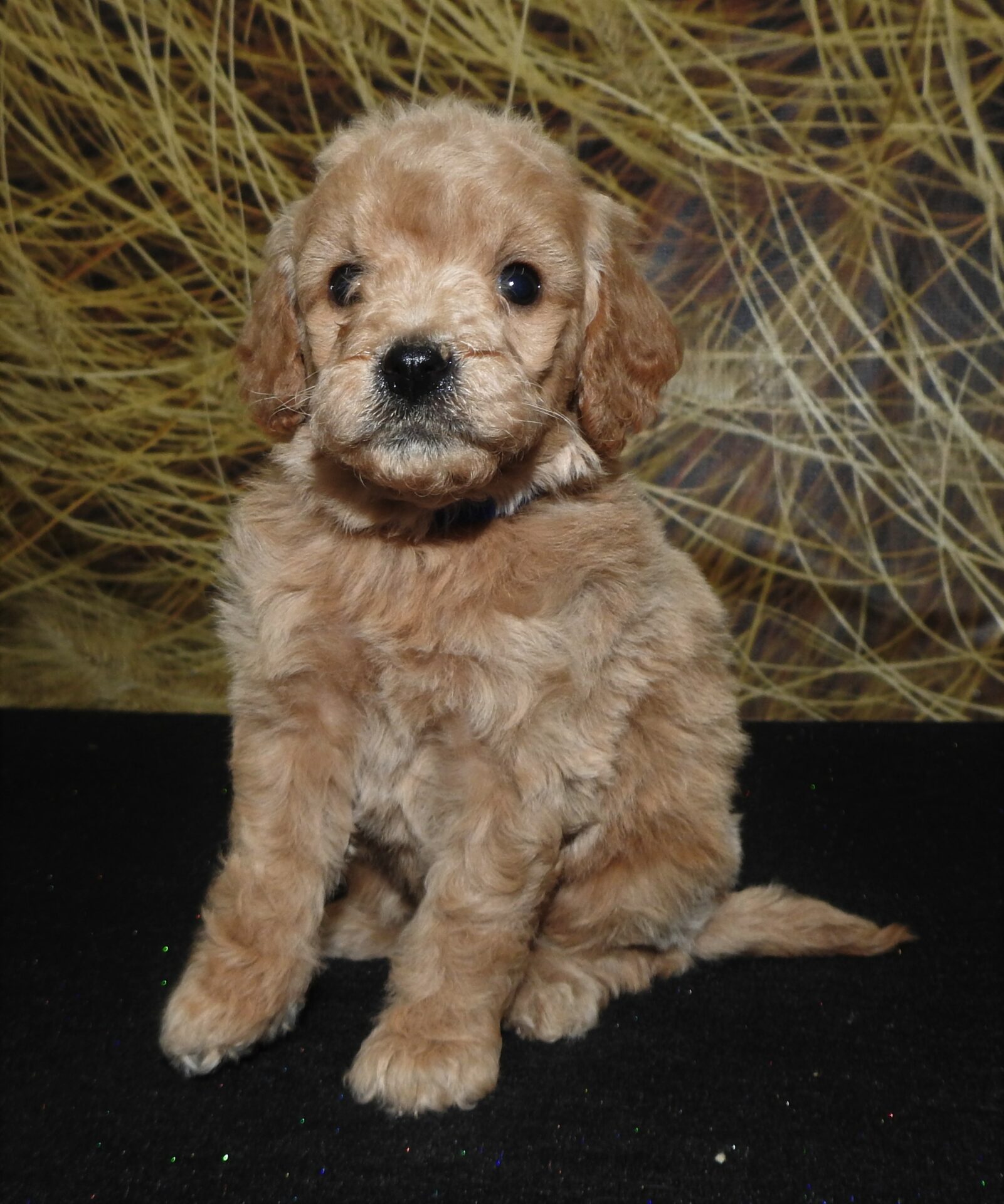 Dog One Randy Randy-2022 - Dog Gone Doodles