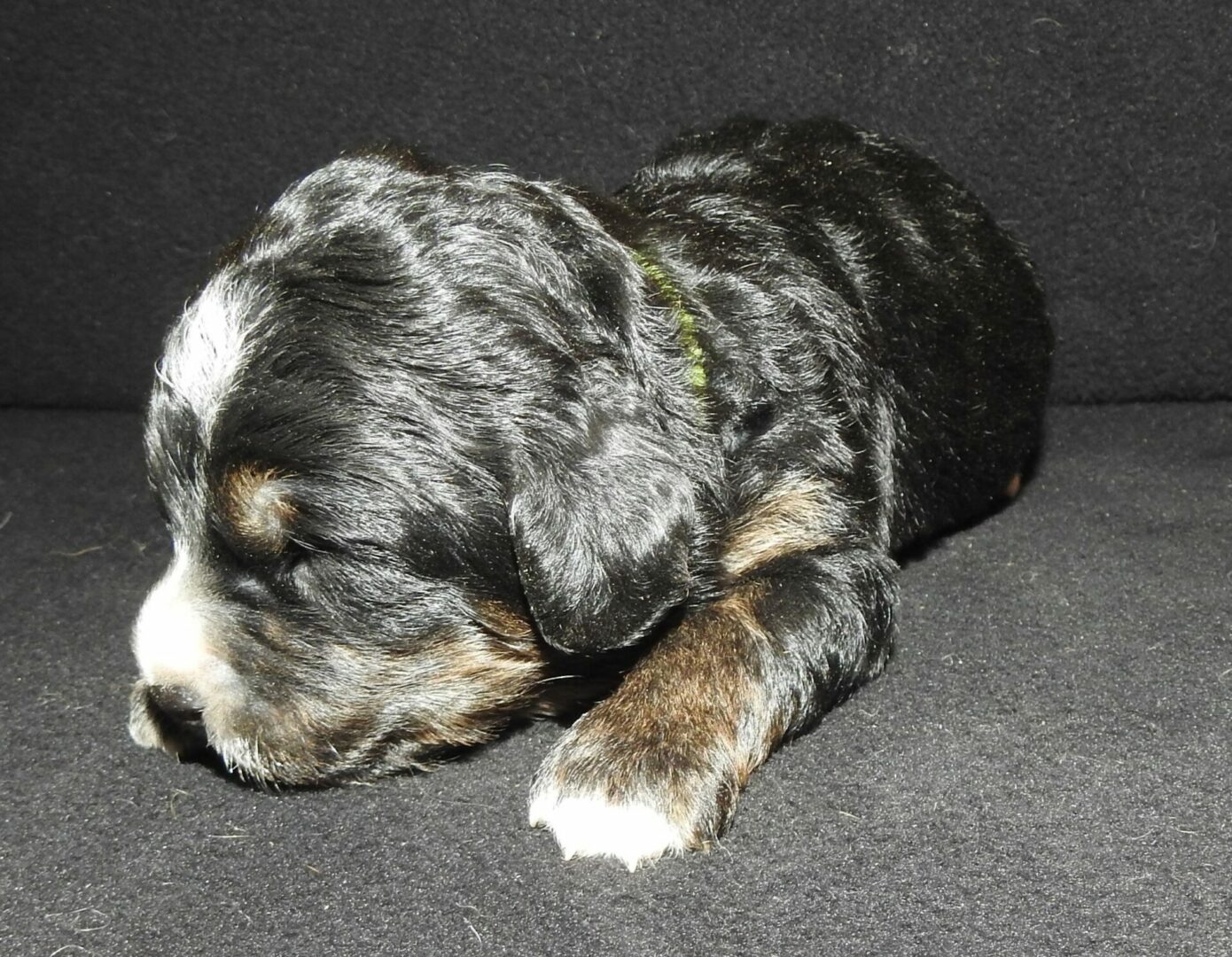 f1 goldendoodle f1 goldendoodle