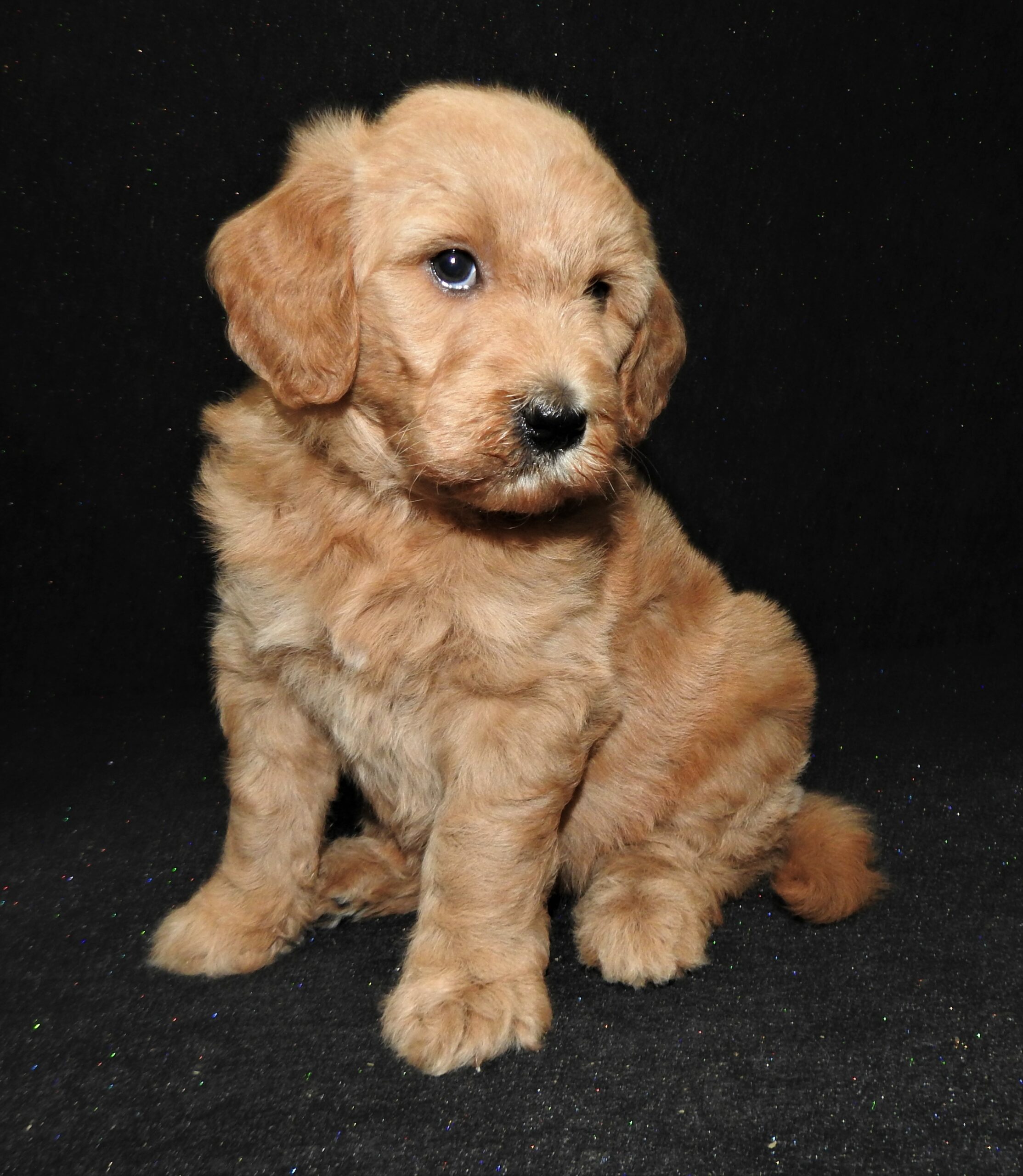 Rona2023 Dog Gone Doodles