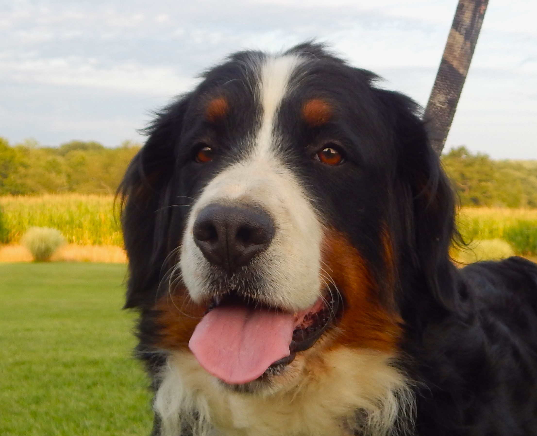 Kendall Dog Gone Doodles